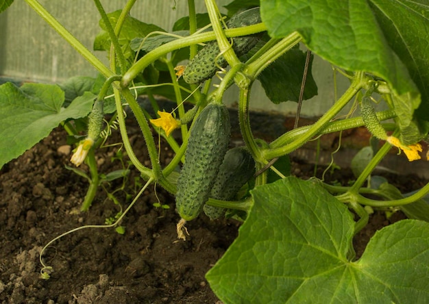 Récolte fraîche Produit écologique Serre avec concombres verts de serre Produit écologique