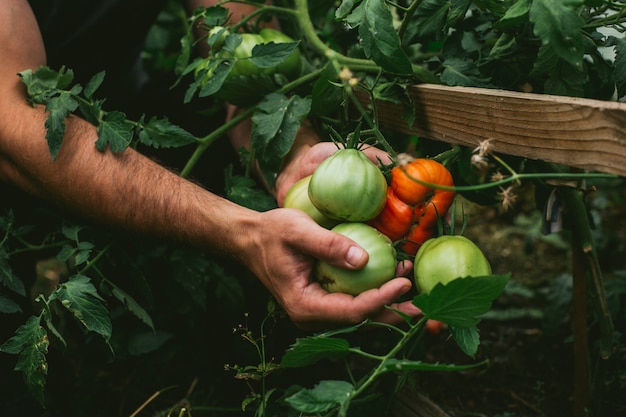 Récolte fraîche de tomates entre les mains d'un agriculteur.