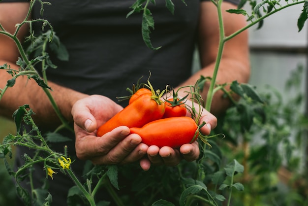 Récolte fraîche de tomates entre les mains d'un agriculteur.