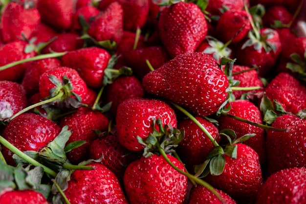 Récolte : fraises rouges en gros plan. La baie Victoria est mûre. l'été