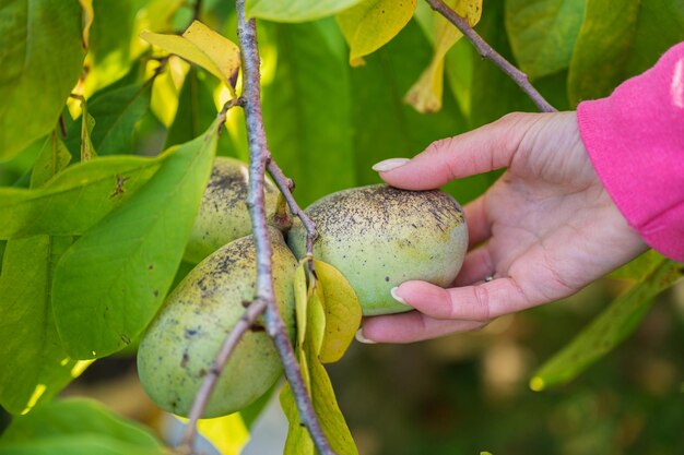 Récolte des fruits d'Asimina