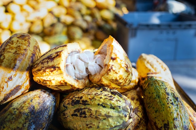 Récolte de fruits de cacao frais jaunes mûrs cabosses de cacao fraîches coupées en deux fruits de cacao frais