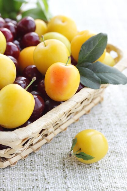 Récolte de fruits frais dans le panier