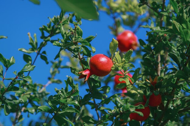 Récolte : les fruits de grenade mûrissent sur l'arbre