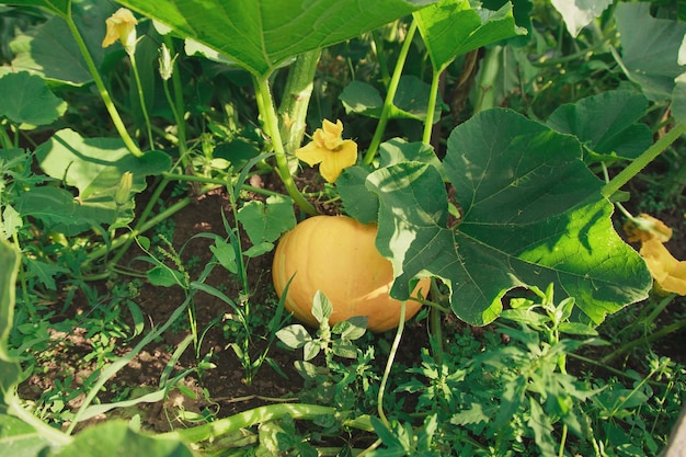 Récolte: gros plan de citrouille. les produits végétaux sont prêts pour l'exportation. importation de marchandises saisonnières.
