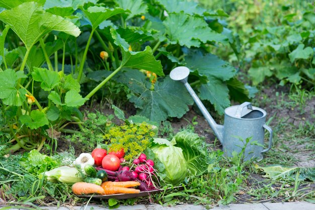 Récolte de légumes frais dans le jardin