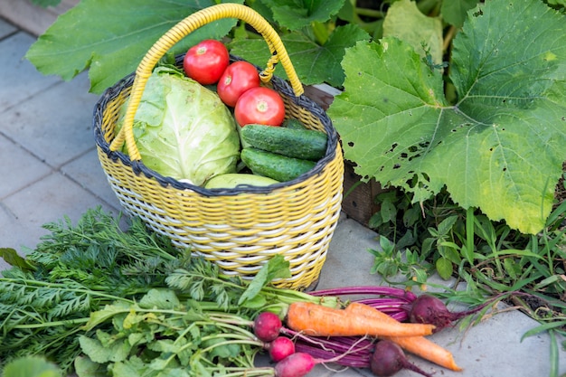 Récolte de légumes frais dans le jardin