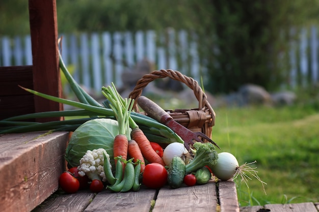 récolte de légumes frais nature en plein air