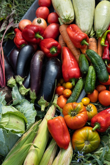 Récolte des légumes récoltés dans le jardin