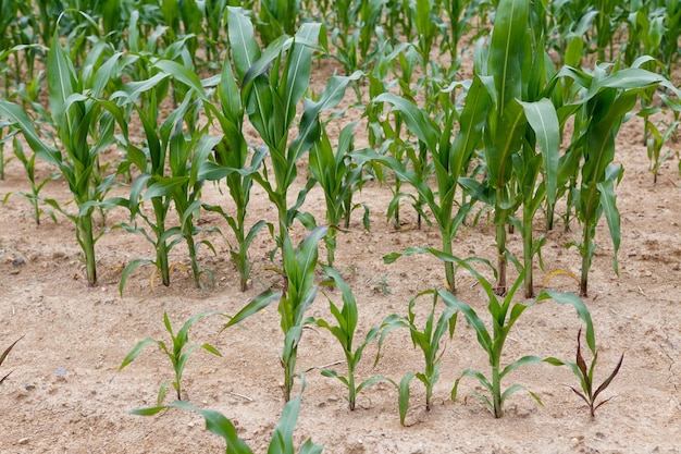 Récolte de maïs faible dans le domaine agricole