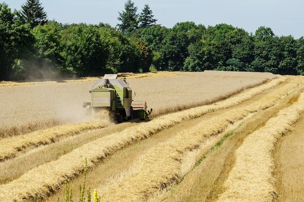 Récolte à la moissonneuse sur le champ