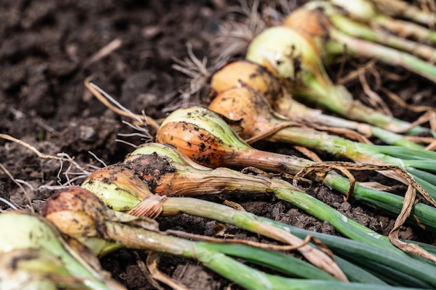 Récolte d'oignons frais et biologiques sans pesticides sur le terrain.