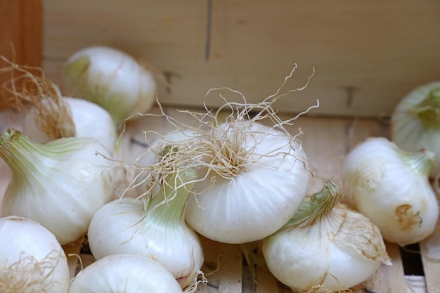 Une récolte d'oignons frais dans une boîte en bois