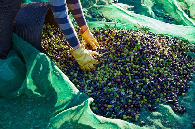 Récolte des olives cueillant des mains à la Méditerranée