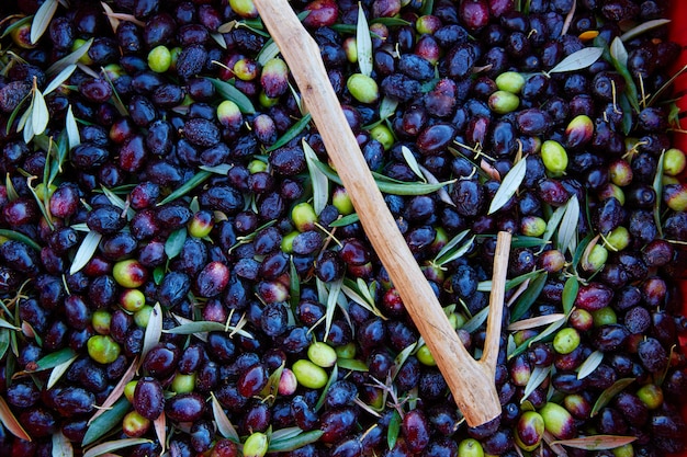 La récolte des olives et la cueillette des bâtons en Méditerranée