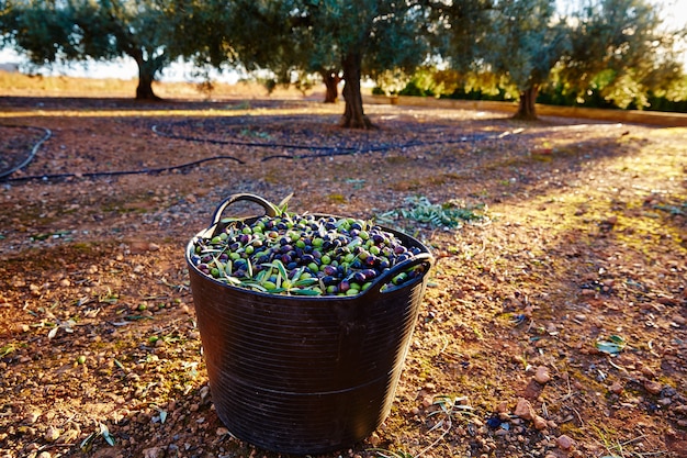 Récolte des olives dans le panier de l&#39;agriculteur