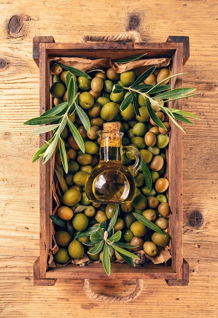 Récolte d'olives fraîches