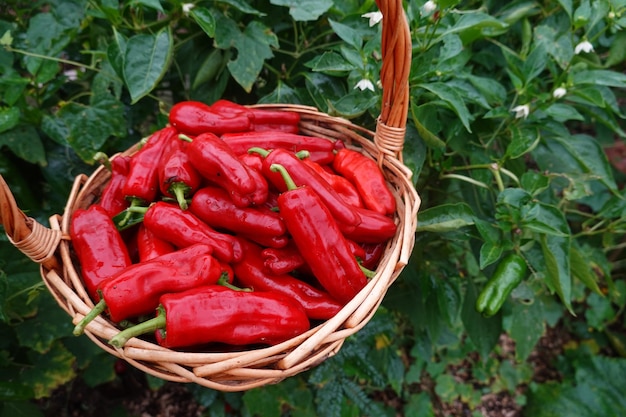 Photo récolte avec panier en osier poivron rouge dans le jardin d'arrière-cour récolte de fruits d'été dans le potager poivron rouge