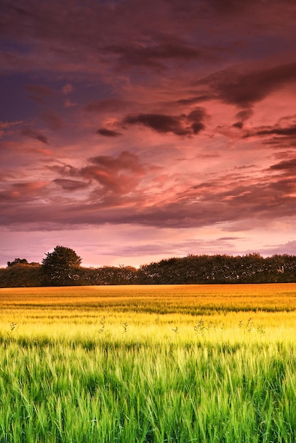 Récolte Une photo d'un champ de campagne dynamique en cours de récolte