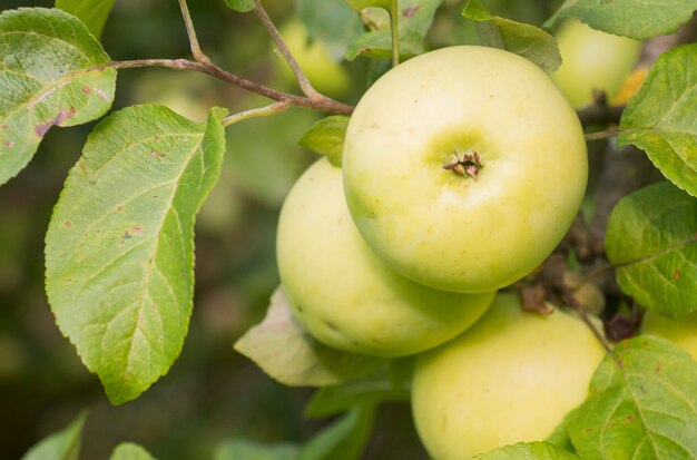 Récolte de pomme sur une branche d'arbre