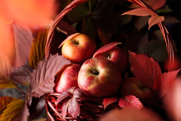 Récolte de pommes d'automne. Pommes rouges dans la scène d'automne. Les pommes sont proches