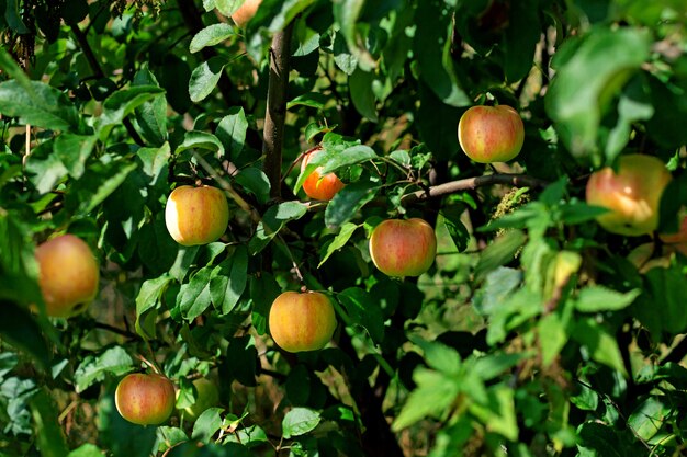 Récolte de pommes d'automne