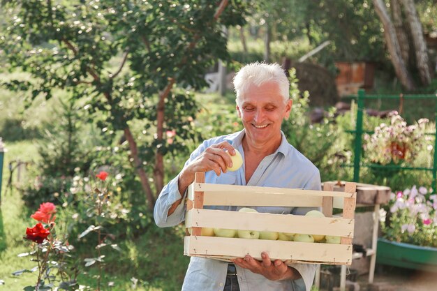 Récolte : pommes blanches en caisse bois. produits prêts à l'exportation. importation de produits saisonniers. Un homme âgé tient une boîte. Le jardinier apprécie les fruits de son travail