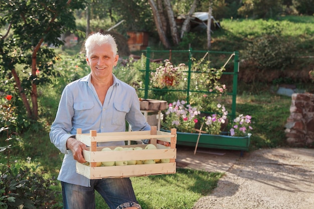 Récolte: pommes blanches dans une caisse en bois. produits prêts à être exportés. importation de marchandises saisonnières. Un homme âgé tient une boîte. Le jardinier profite des fruits de son travail