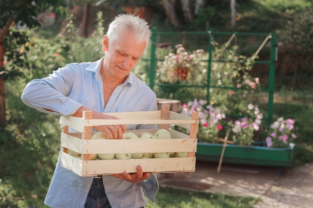 Récolte: pommes blanches dans une caisse en bois. produits prêts à être exportés. importation de marchandises saisonnières. Un homme âgé tient une boîte. Le jardinier profite des fruits de son travail