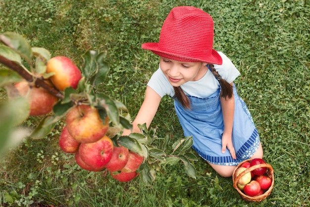 Récolte de pommes cueillies par l'enfant au chapeau rouge