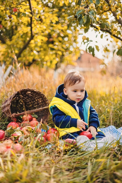 Récolte des pommes Mignon petit garçon aidant dans le jardin et cueillant des pommes dans le panier Plaisir en famille pendant la période de récolte dans une ferme