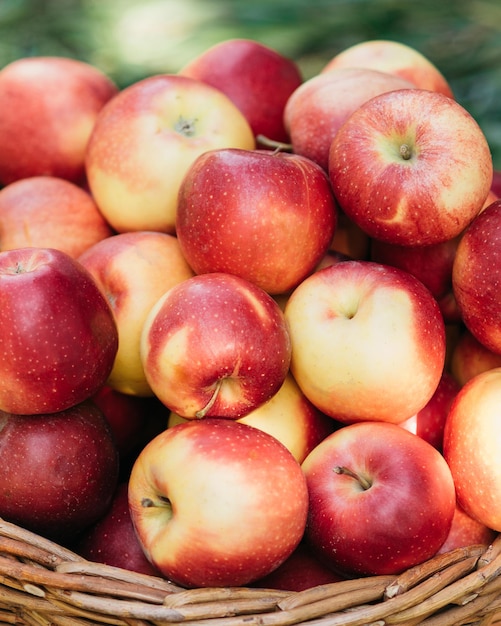 Récolte de pommes Pommes rouges mûres dans le panier sur l'herbe verte