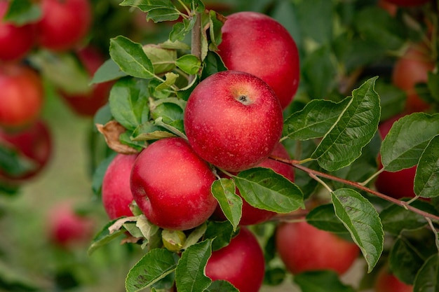 Récolte de pommes prête à être cueillie dans le verger de la République de Moldavie..
