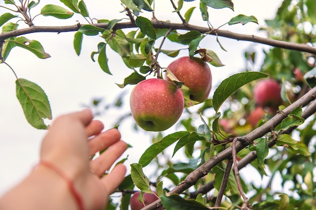 Récolte de pommes rouges sur un arbre dans le jardin Mise au point sélective