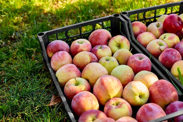 Récolte de pommes rouges biologiques fraîches dans les boîtes noires