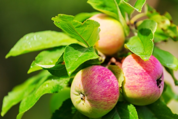 Récolte de pommes rouges mûres sur une branche dans le jardin.