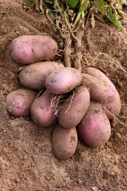 Photo récolte de pommes de terre abondante sur le fond d'une pelle de jardin