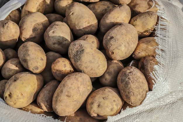 La récolte de pommes de terre fraîches est vendue au marché