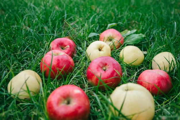 Récolte de pommes