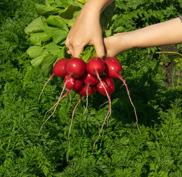 Récolte de radis écologique, culture de légumes biologiques, cueillette de radis