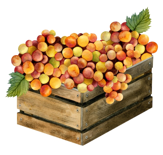 Récolte de raisins aquarelle jaune rouge orange dans une boîte en bois rustique illustration conception de vignoble italien