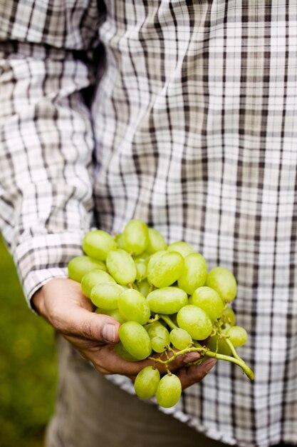 Récolte des raisins en automne Agriculteur avec des raisins