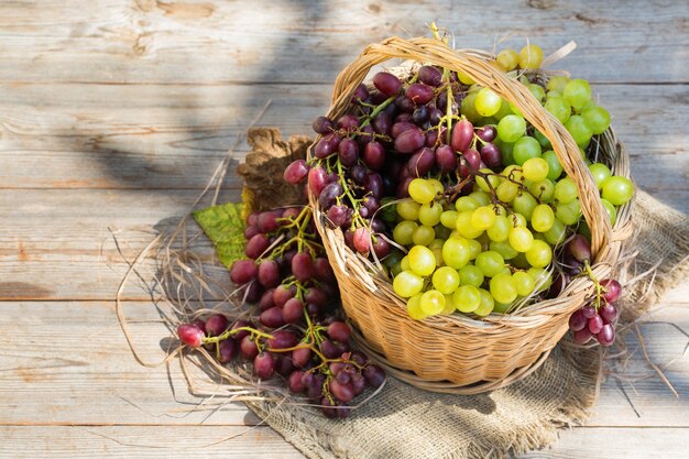 Récolte de raisins de cuve bio frais dans le panier automne