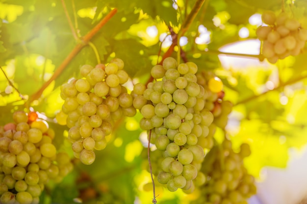 Récolte de raisins verts et bleus. champs vignobles mûrir raisins pour le vin