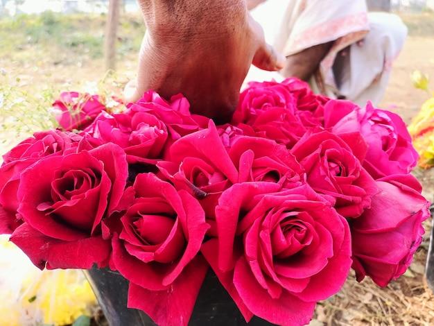 Une récolte de roses rouges