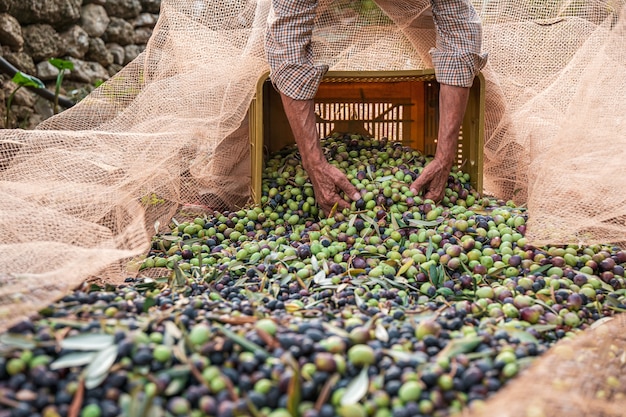 La récolte saisonnière des olives dans les Pouilles, au sud de l'Italie