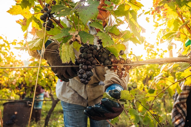 Récolte saisonnière des raisins Primitivo dans le vignoble