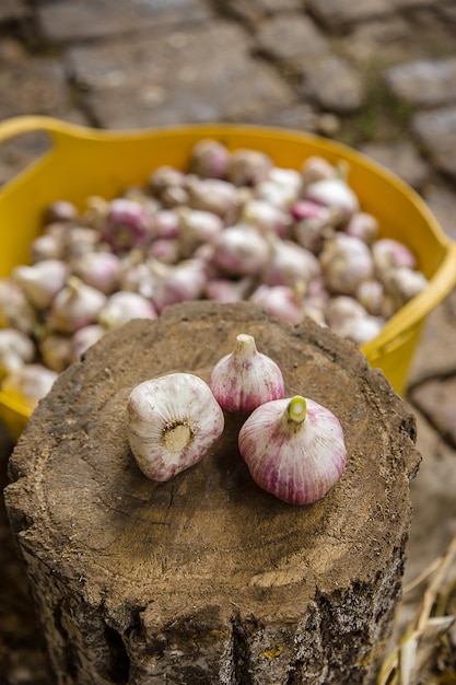 Récolte, séchage et transformation de l'ail à la ferme pour plus de commodité à l'aide d'un couteau et d'une souche en bois