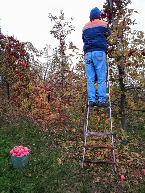 Récolte. Senior man arrache des pommes debout sur un escalier dans le jardin à la fin de l'automne