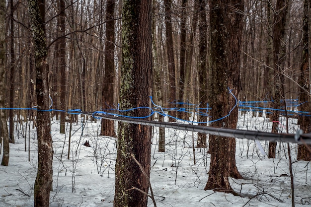 Photo récolte de la sève d'érable au printemps.